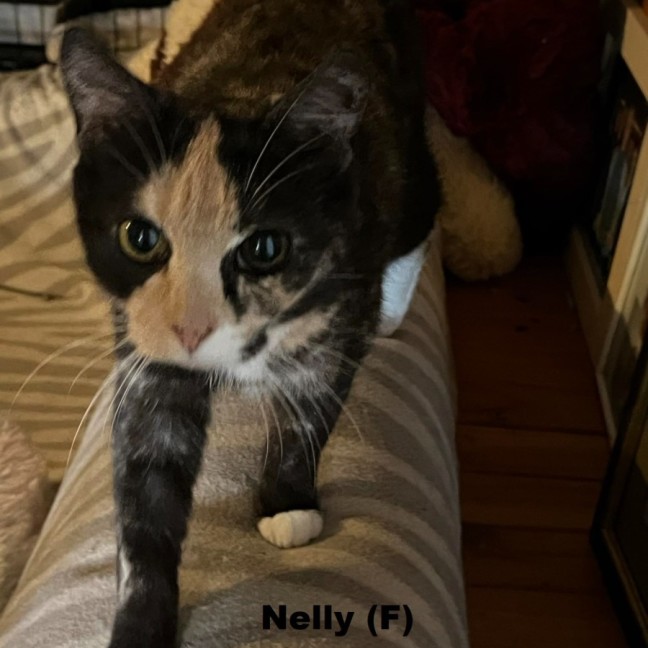 Photo of Nelly