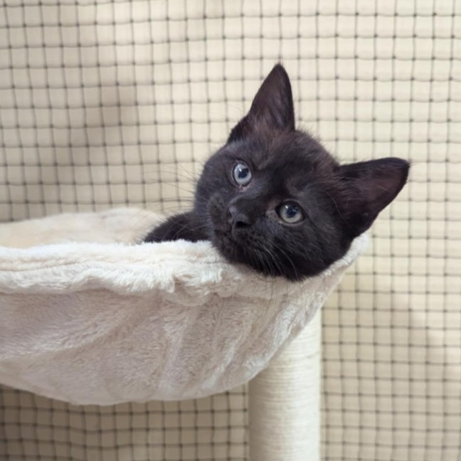 Photo of Lucky Lizzy