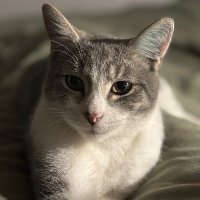 Photo of Dapple