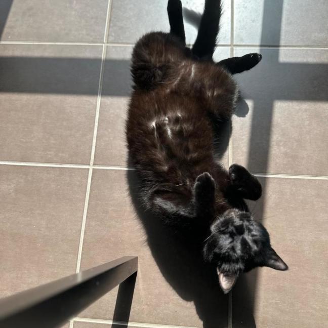 Photo of Oni (Brindle) And Nookie (Black)