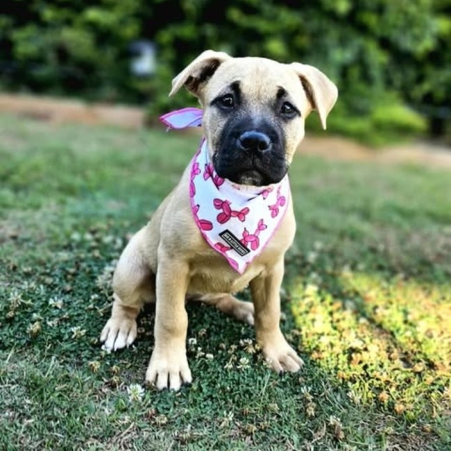 Photo of Coco