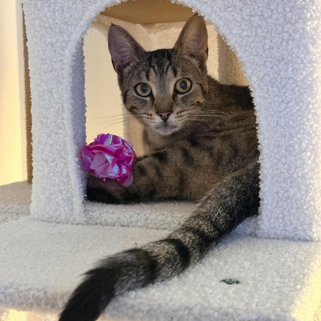 Photo of Lulu