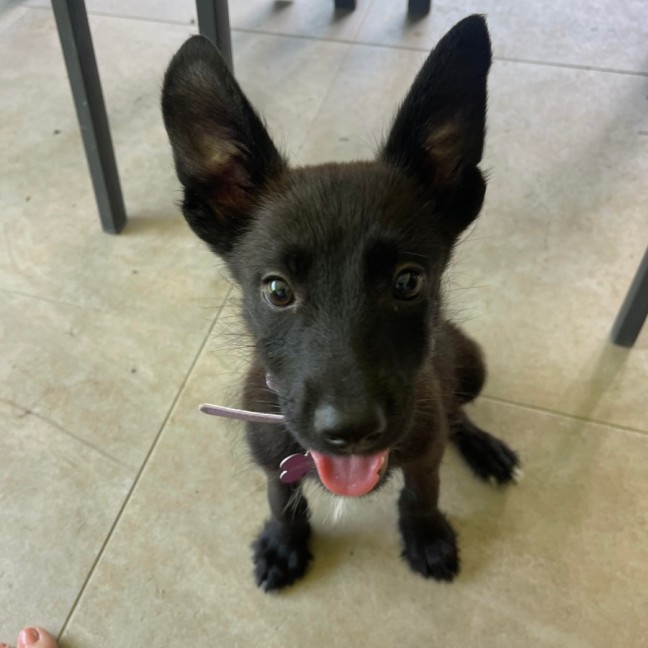 Photo of Buttercup