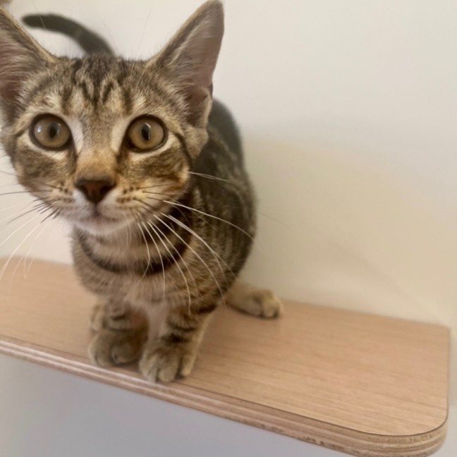 Photo of C1523 Blossom