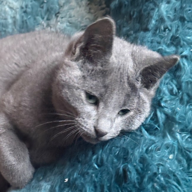 Photo of Dallas 🐶🐾🐶💙