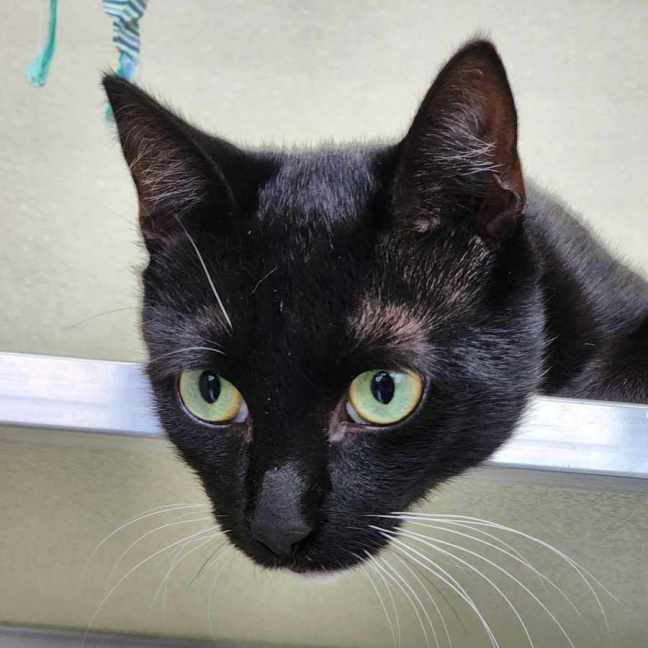 Photo of 🥚 Benedict 5765 🥚