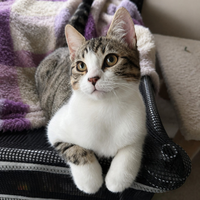 Photo of Pickles