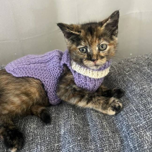 Photo of Stella
