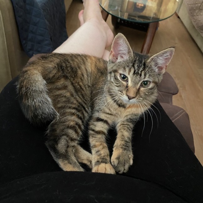 Photo of $300 Mushroom (Roo) 