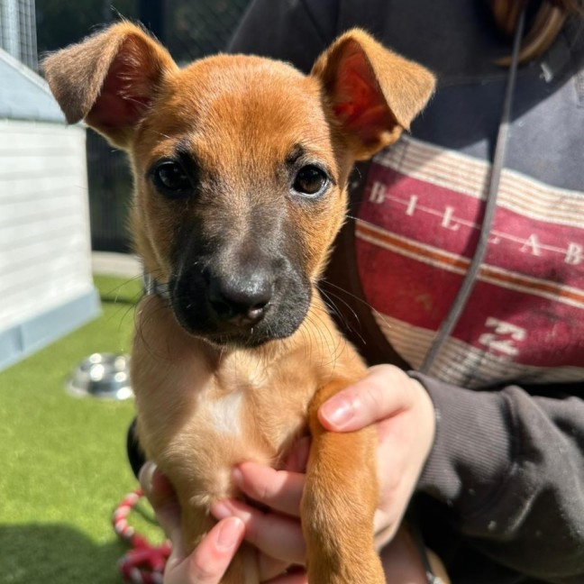 Photo of D1164 Dorey