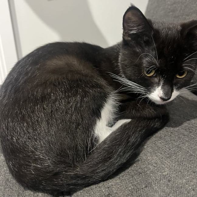 Photo of Dallas ** 2nd Chance Cat Rescue**