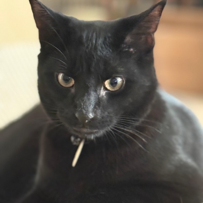 Photo of Noctis