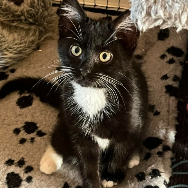 Photo of Ula ** 2nd Chance Cat Rescue **