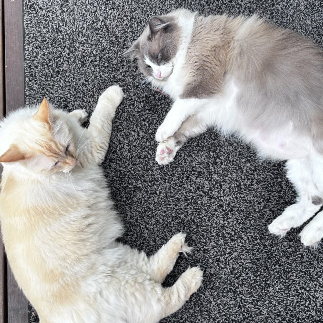 Photo of Cloudi And Zani