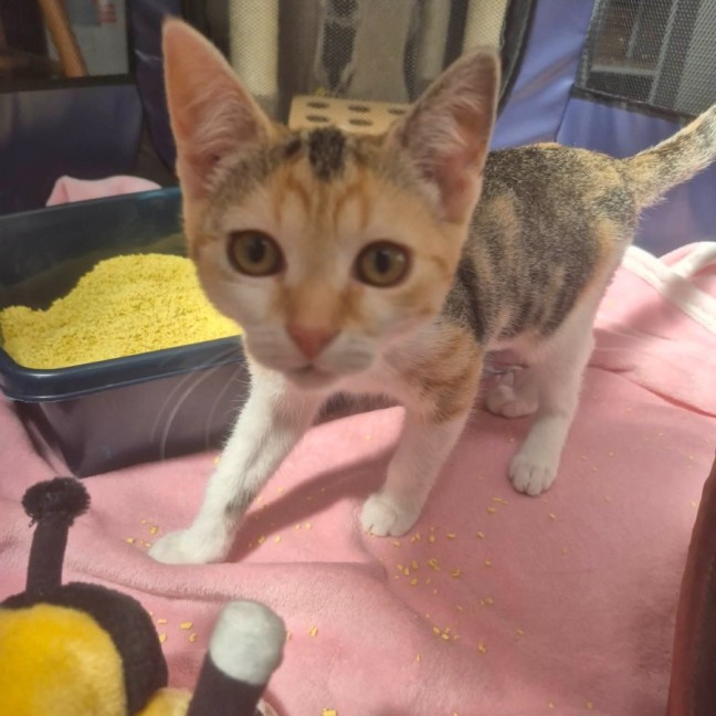 Photo of Miraidon ** 2nd Chance Cat Rescue **