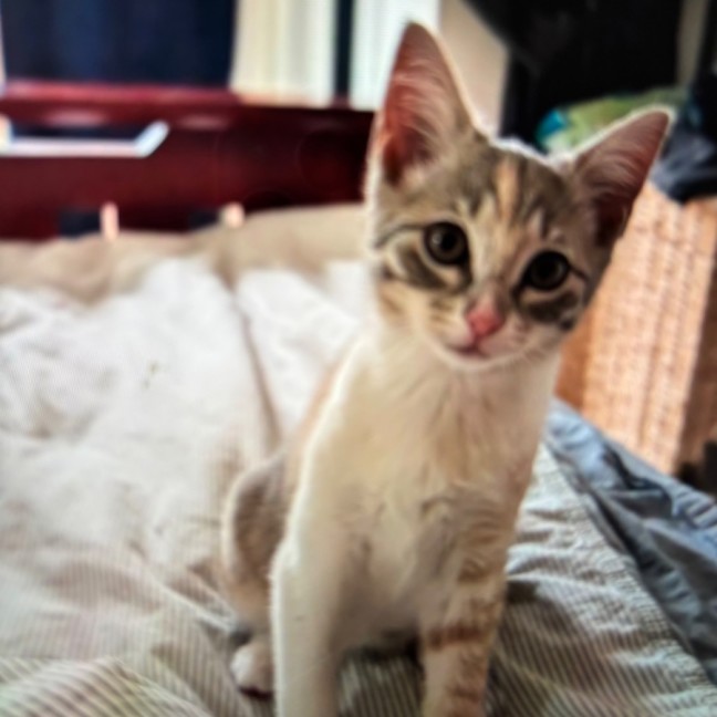 Photo of Moli Meet Me @Petsyock Keysborough Store