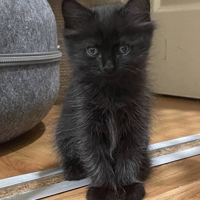Photo of Nova