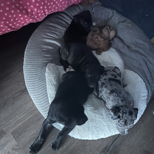 Photo of ⚡ Potter's Pals Litter ⚡ 