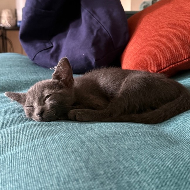 Photo of Gizmo