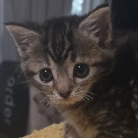 Photo of Spunky Spud