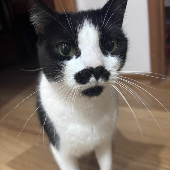 Photo of Moustache 