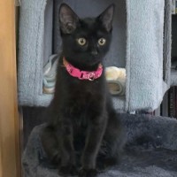 Photo of Uley ** 2nd Chance Cat Rescue**