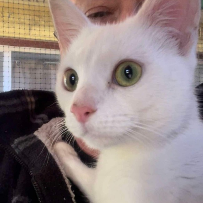 Photo of Snowy