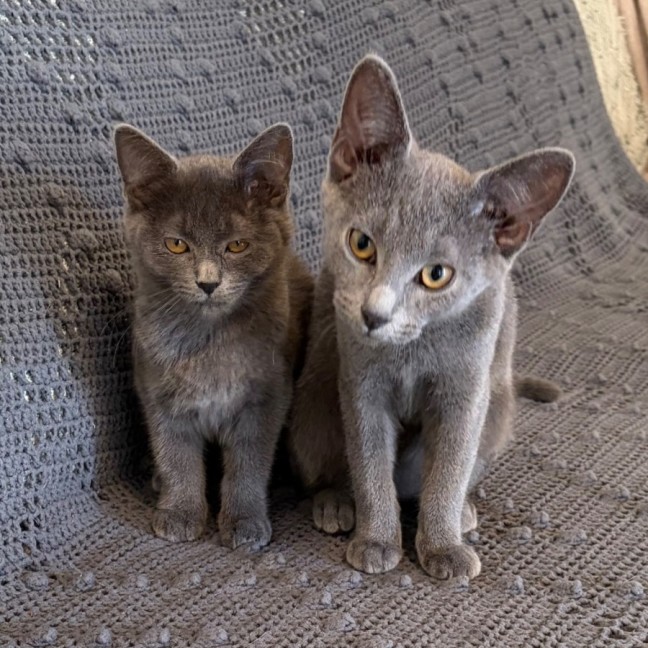 Photo of Astro