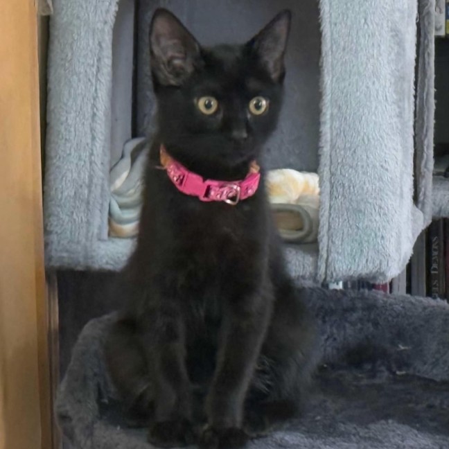 Photo of Uley ** 2nd Chance Cat Rescue**