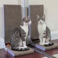 Photo of Chicken Salt