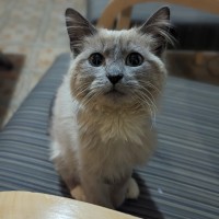 Photo of Lilac