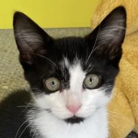 Photo of Hei Hei Meet Me@Petstock Carrum Downs Store