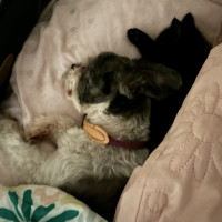 Photo of Mopsey & Topsey