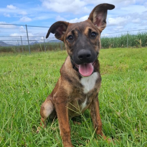 Vivian - Bull Arab Dog