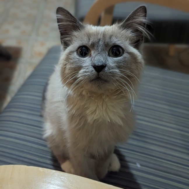 Photo of Lilac