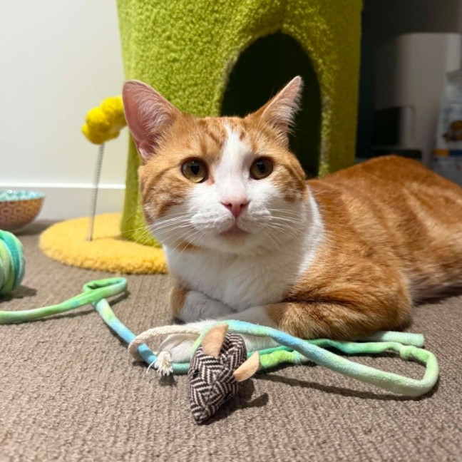 Photo of Toby