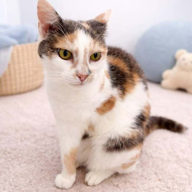 Photo of Tinkerbell