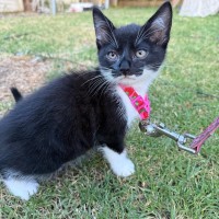 Photo of Wizard
