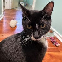 Photo of Missy Moo **2nd Chance Cat Rescue**