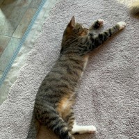 Photo of Cosmo