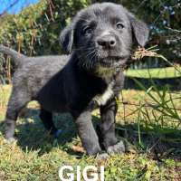 Photo of Gigi