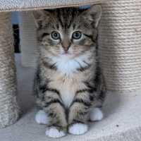 Photo of Joplin ^^Dandy Cat Rescue^^