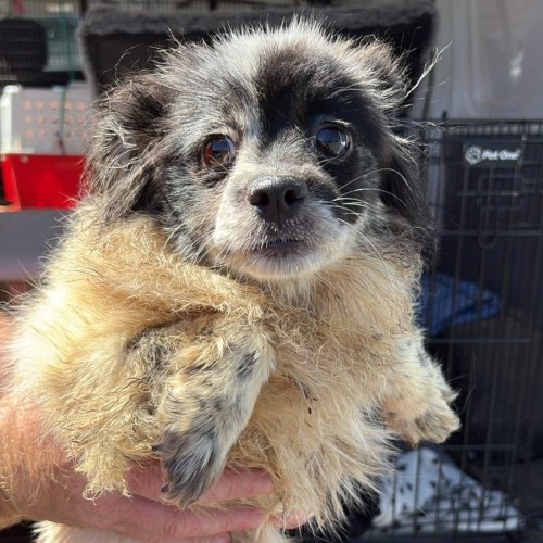 Angel - Pomeranian Dog