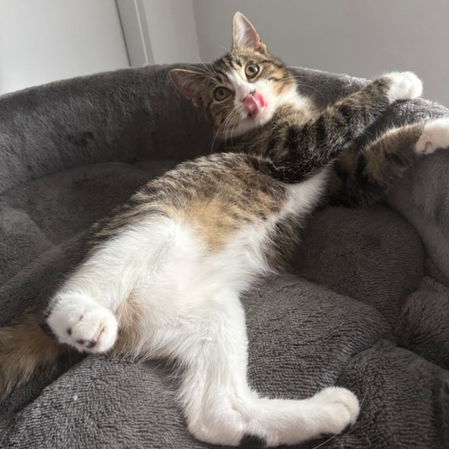 Photo of Normie 💙