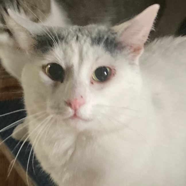 Photo of Bosco