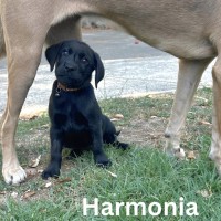 Photo of Thanatos Litter