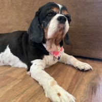 Photo of D1250 Willow