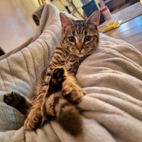 Photo of Pretzel 