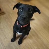 Photo of Lumi