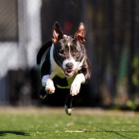 Photo of Molly Imp 1754